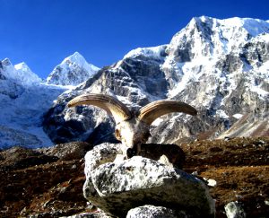 manaslu Trek