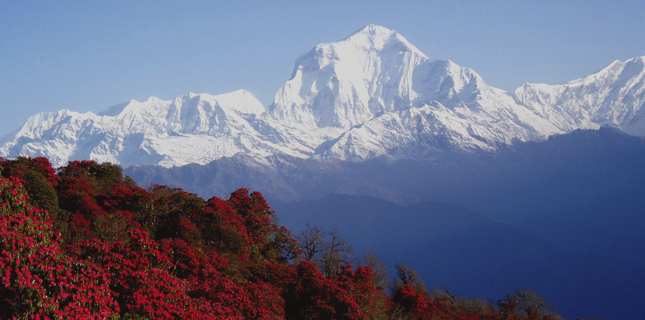 poon hill trek with kids