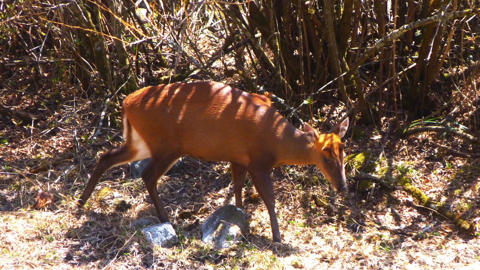 Deer