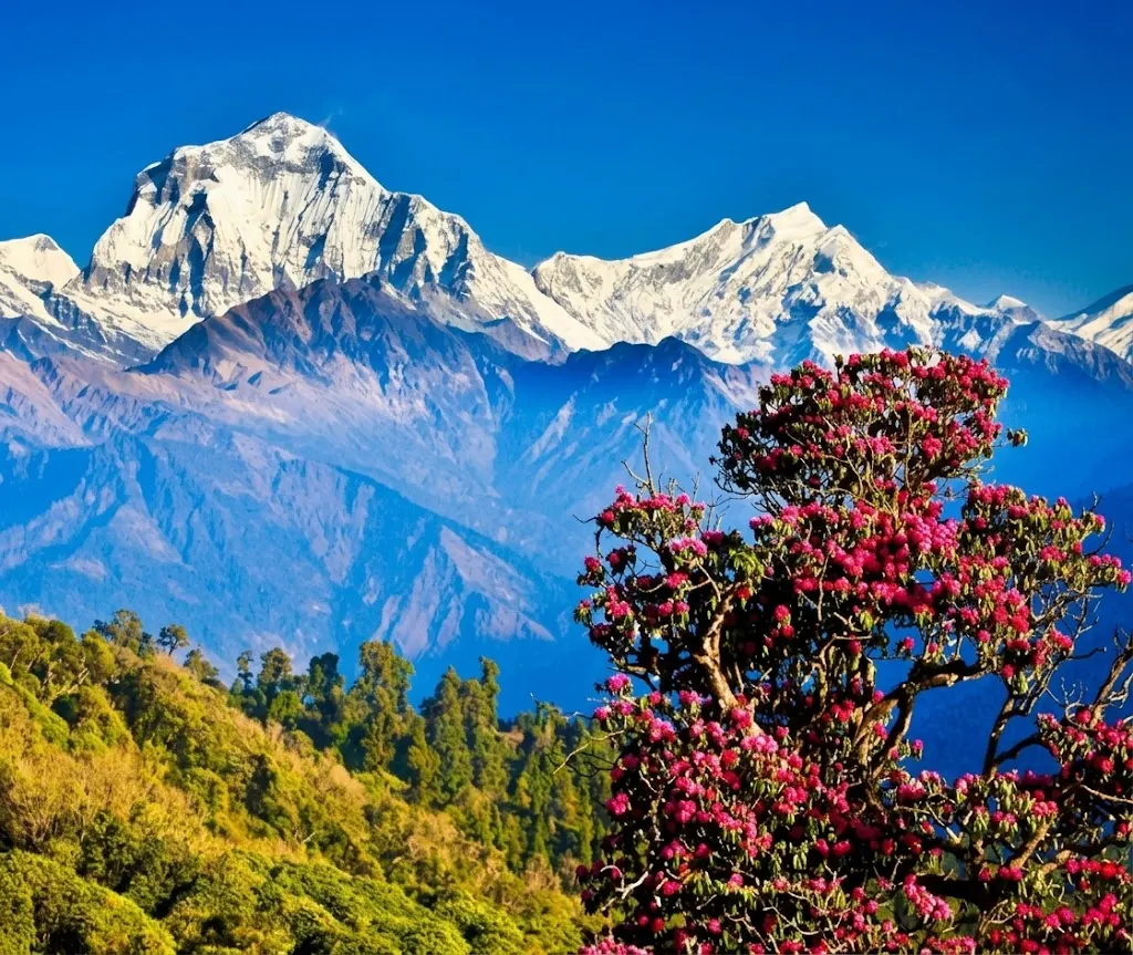 Ghorepani Trek