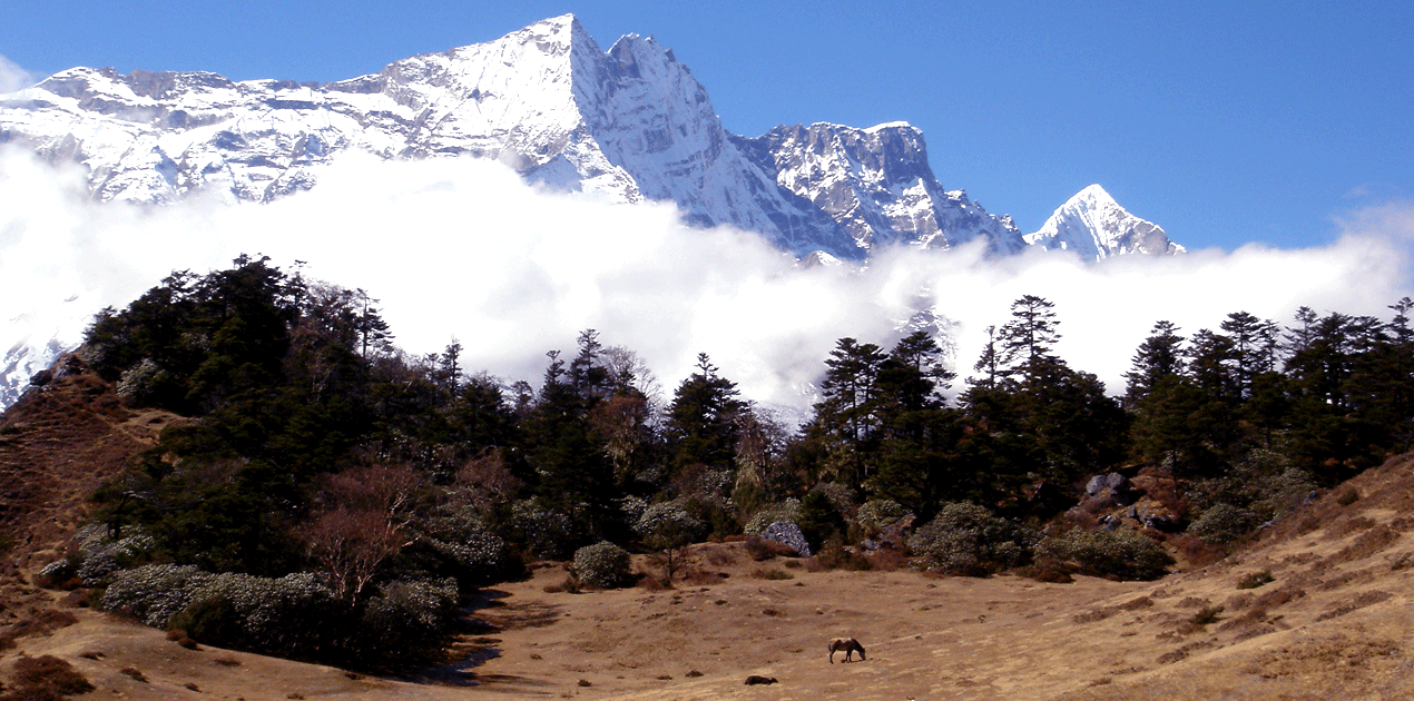 Syangboche Yak pasture