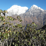 view from mardi himal