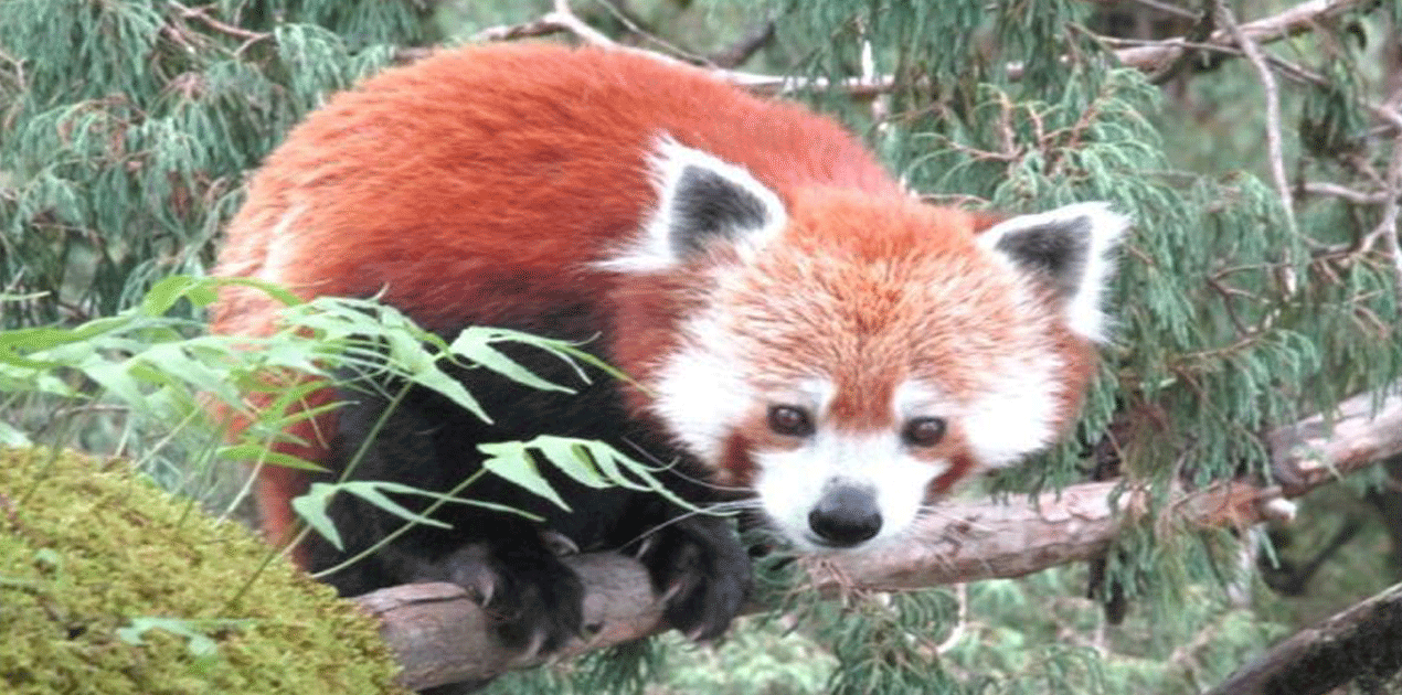 Red panda trek in Nepal