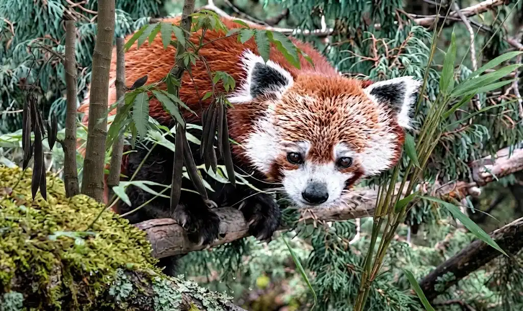Red Panda Trail trek