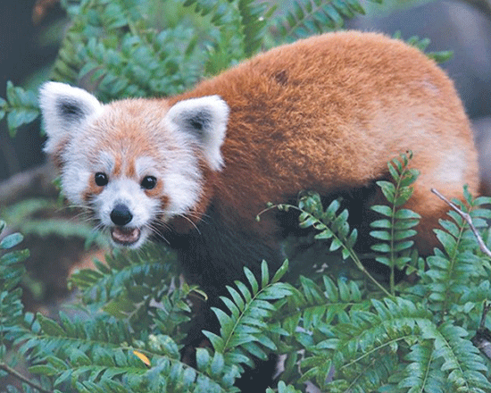 himalayan red panda