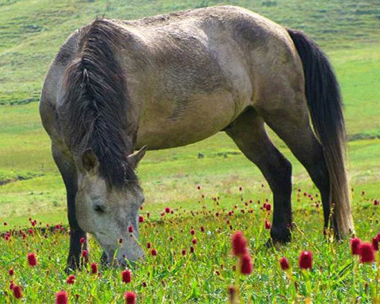 Khaptad national park Trek