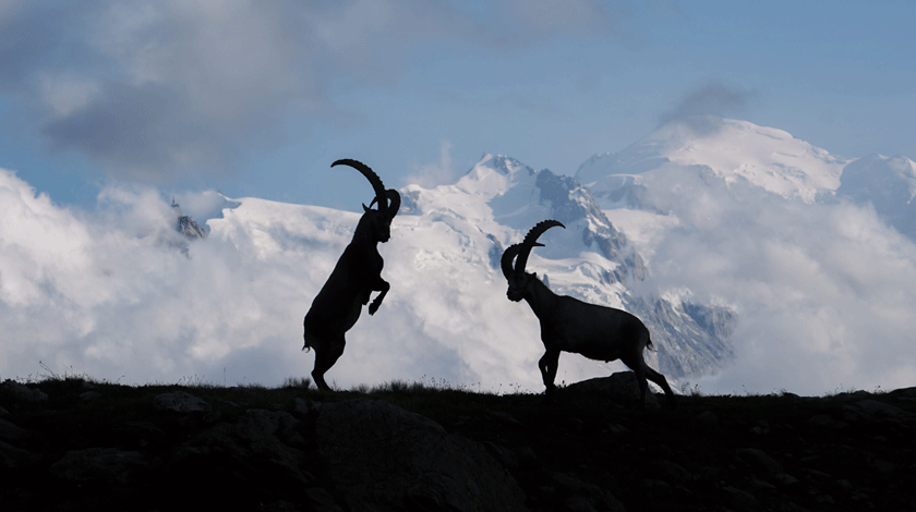 Himalayan Thar 