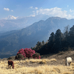 poon-hill-ghorepani-trek