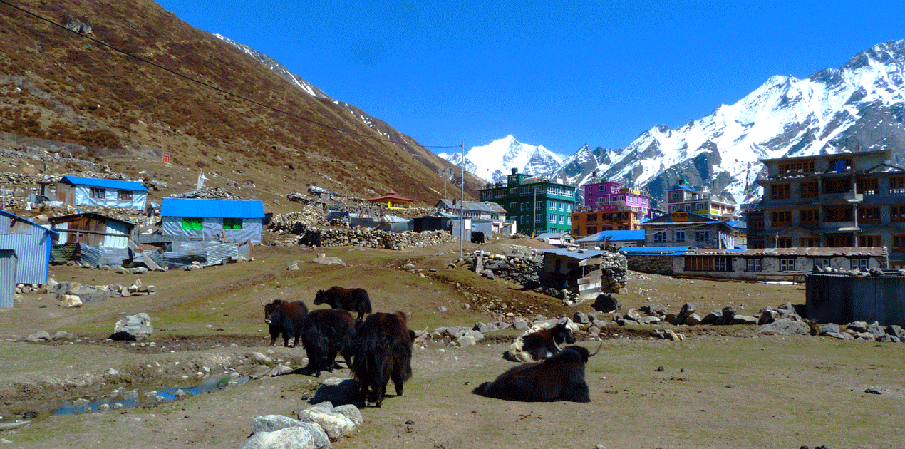 Kyanjin Gompa